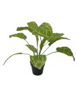 Artificial Plant 10X8X30CM Chinese Evergreen L green
