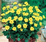 Dahlia Top Mix – “yellow” Bulbs