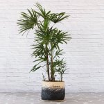 Broadleaf Lady Palm - Extra Large - In Mimi Palm Leaf Basket
