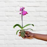 Moth Orchid - Micro - Purple - 5CM Nursery Pot 1 Stem