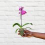 Moth Orchid - Micro - Purple - 5CM Nursery Pot 1 Stem