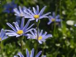 Felicia Felicity Tara Blue 14CM Pot