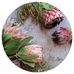 Floral Pink Mixed King Proteas Square Coaster