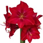 Amaryllis Symphony Single – Sapphire Bulb