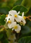 Begonia Hula Blush Seed - 10 Pelleted Seed