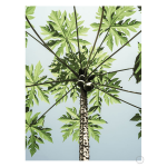 Paw Paw Art Print - A3