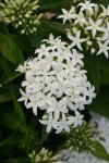 Pentas Lucky Star F1 White Seed - 250 Pelleted Seed