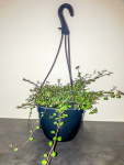 Muehlenbeckia Complexa Maidenhair Vine 20CM Hanging Basket