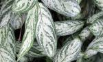 Aglaonema Silver Queen 23CM Pot
