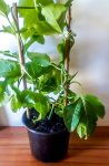 Granadilla 15CM Pot