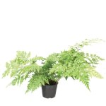 Fern Leatherleaf Rumohra Adiantiformis Seedlings - 3 Plug Plants