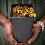 Venus Fly Trap 'alien' - Dormant Plant. 12CM Plastic Container.