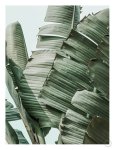 Gardena Garden Gangsta Art Print - A3