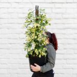 Umbrella Plant - Extra Large - 30CM Nursery Pot - Mosspole
