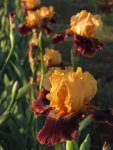 Bearded Iris Whipsky