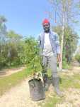 Halleria Lucida 20LT Tree Fuchsia