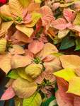 Poinsettia Mixed - Pink