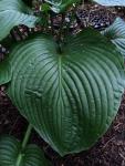 Hosta Lakeside Maverick Seedlings - 3 Plug Plants