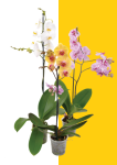 Moth Orchids - 12CM Purple