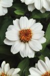 Zinnia Zahara White Seed - 10 Raw Seed