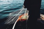 Tangy Delights - Pickled Fish