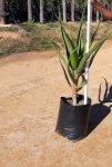 Click & Plant Online Nursery