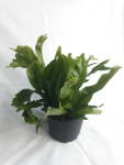 Microsorum Green Flame 19CM Pot