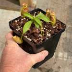 Tropical Pitcher Nepenthes 'spathulata X Gymnamphora ' BE-3422