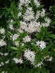 Pavetta Lanceolata 20LT