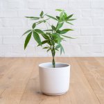 Chinese Money Tree - With White Emerson Pot