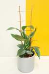 Sihle The Silver Philodendron Val Pal - Grey