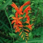Crocosmia Jupiter – Orange Bulbs