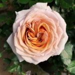 Great Gatsby Rose 5LT
