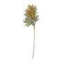Amaranthus Yellow Stem