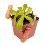 Tropical Pitcher Nepenthes 'nibs' - Older Plant In 21CM Hanging Basket