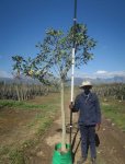 Ficus Rubiginosa 40LT Rusty Fig