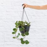 Hoya Obovata - In 20CM Hanging Nursery Pot