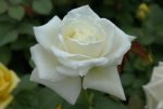Tineke Hybrid Tea Rose 5LT