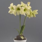 Amaryllis Sonatini – “lemon Sorbet” Bulbs