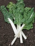 Spinach Beet Lucullus Seed - 500 G Raw Seed