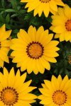 Gazania F1 New Day Bright Yellow Seed - 1000 Coated Seed