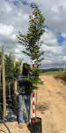 Celtis Sinensis 20LT Chinese Hackberry