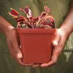 Venus Fly Trap 'maroon Monster' - 3 Years Or Older. 12CM Plastic Container.