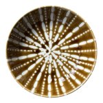B orange Sea Urchin Ceramic Flat Bowl 9W2HCM