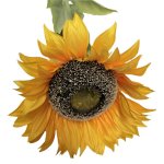 Sunflower Stem 1.2M