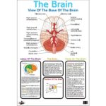 Chart Brain