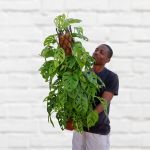Swiss Cheese Plant - Mosspole - 25CM Nursery Pot