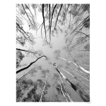 Tree Study 12 Art Print - A3