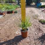 Gaura White 17CM Pot