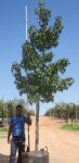 Liquidambar Styraciflua 200LT